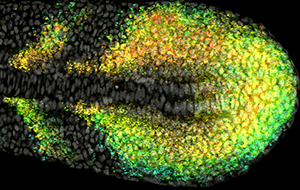An image of a developing zebrafish embryo.